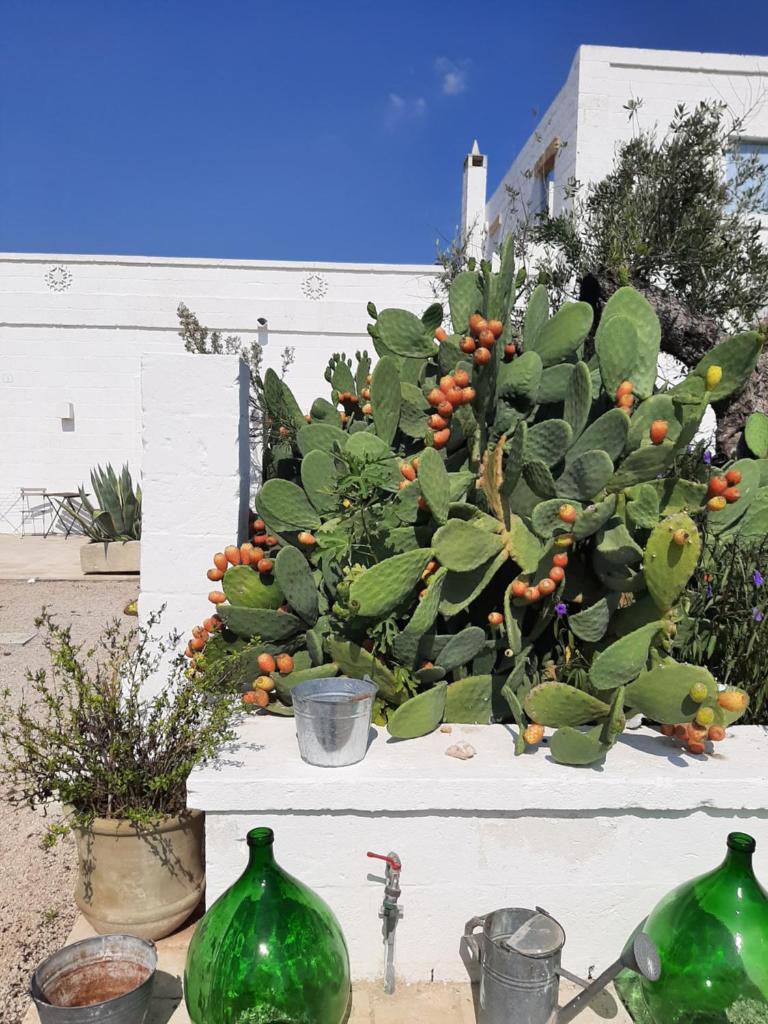 Masseria Fulcignano photo 4