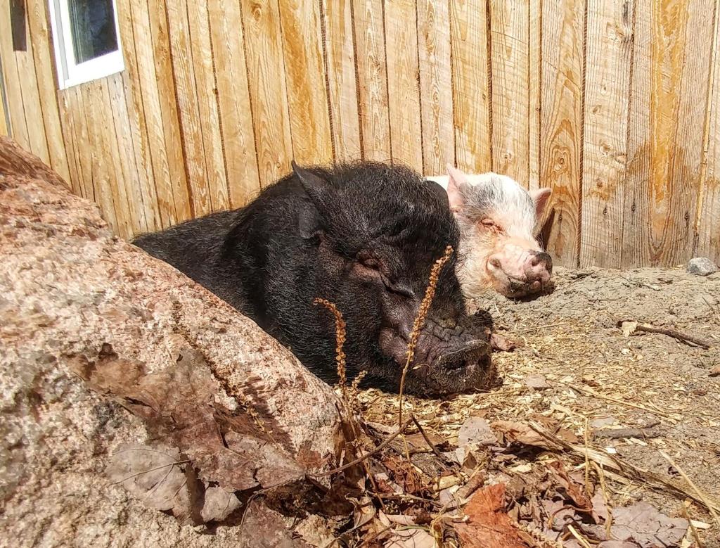 Hebergement Cerfs-Tifie fermette photo 1