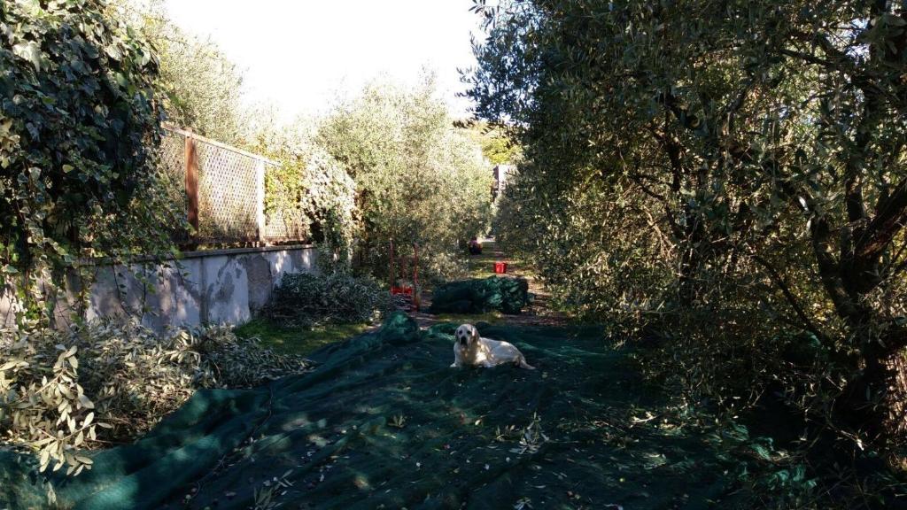 B&B La Grola photo 3