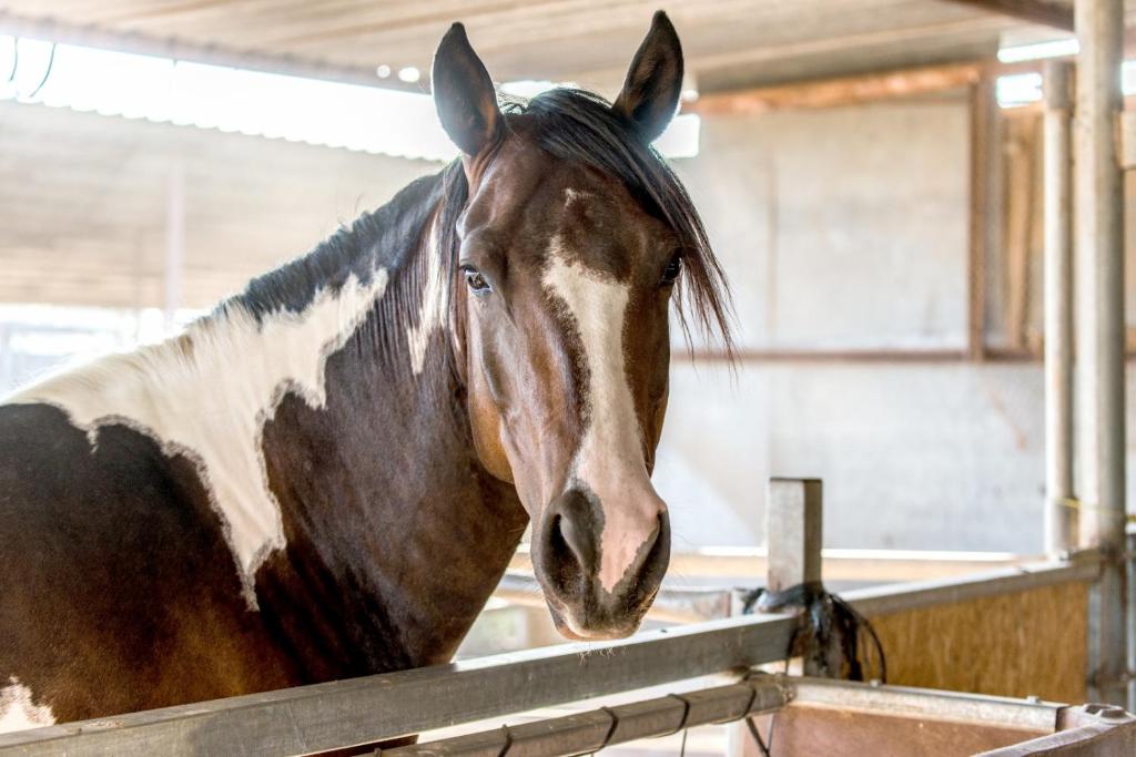 Berale photo 4