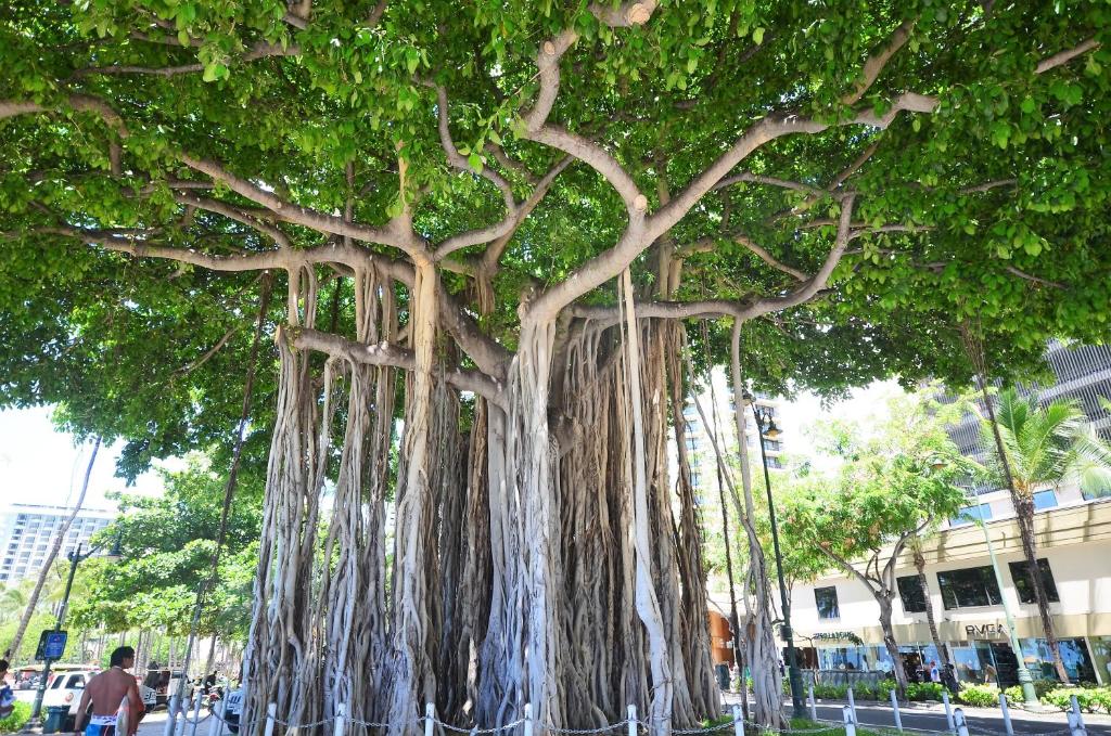 Двухместный (Двухместный номер с 1 кроватью), KV804A Prime WAIKIKI Private Apartment