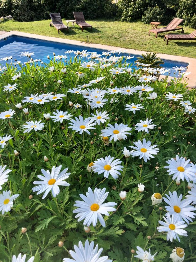 Sa Plana Petit Hotel photo 4