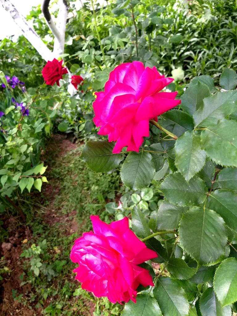 ShymHostle photo 2