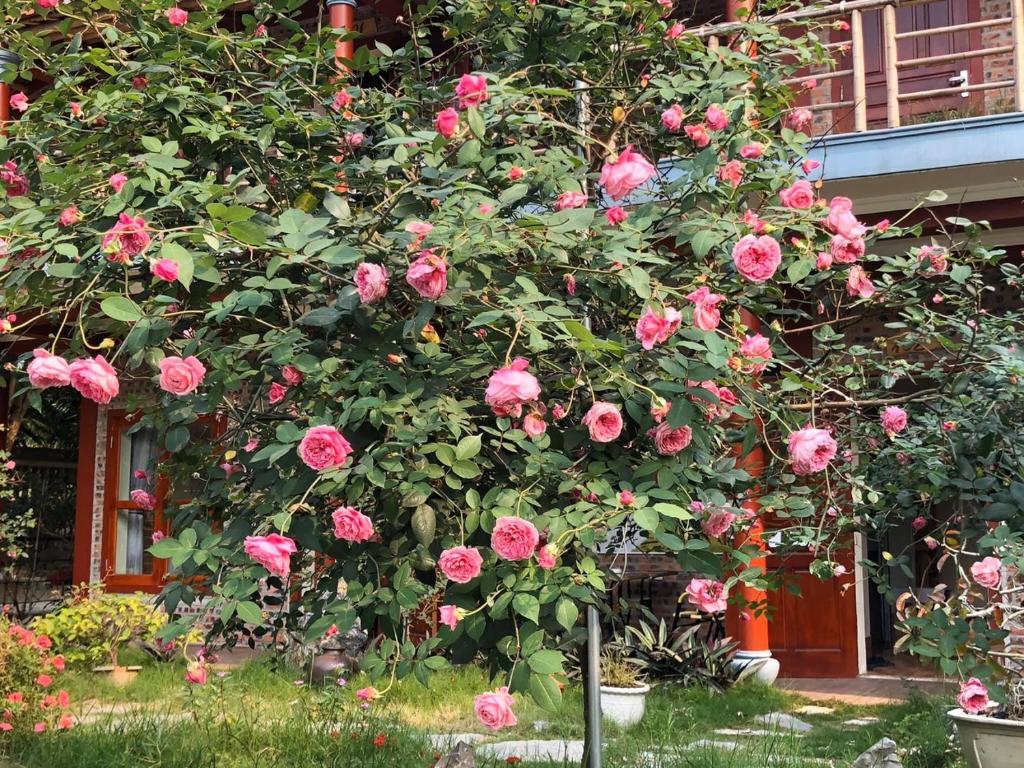 Tam Coc Lavender Homestay