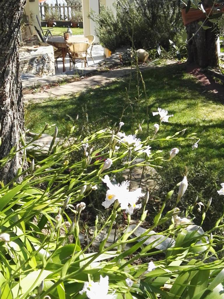Terre Di Garlenda photo 3