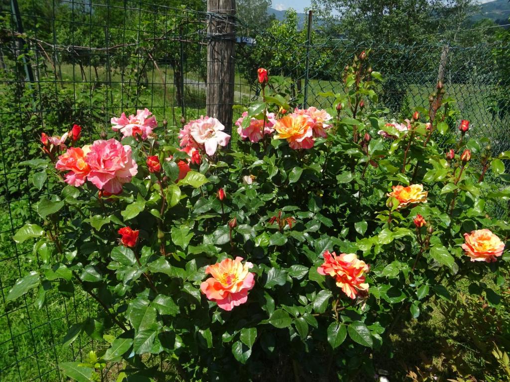 La Fattoria al Crocefisso photo 4