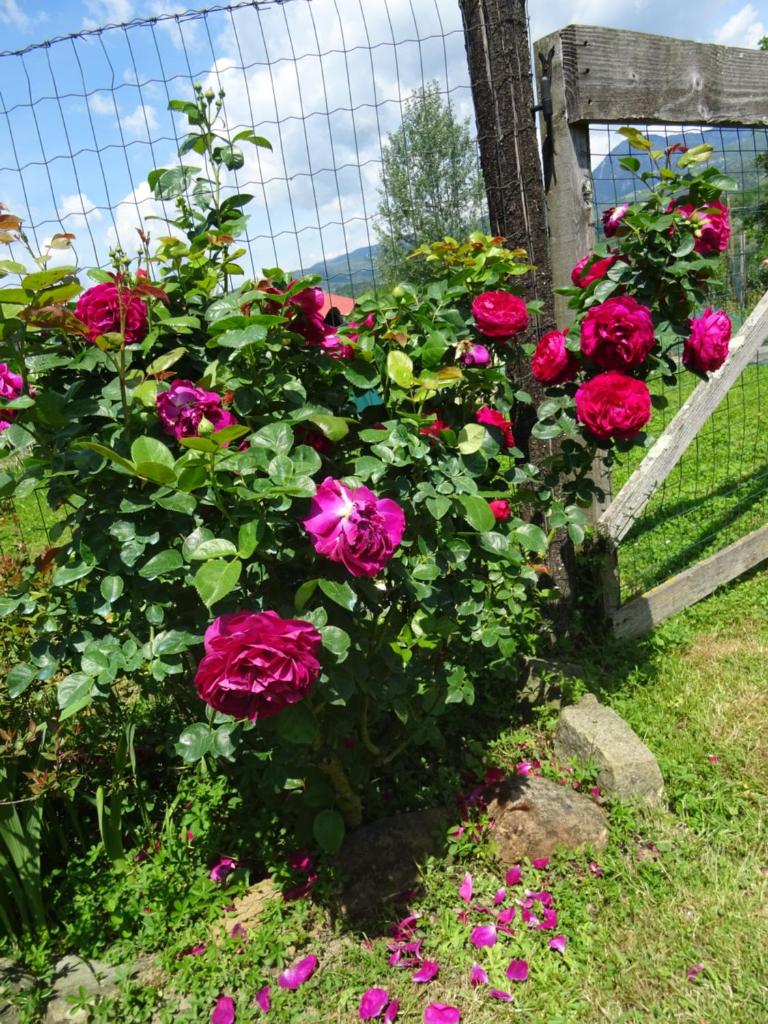 La Fattoria al Crocefisso photo 3