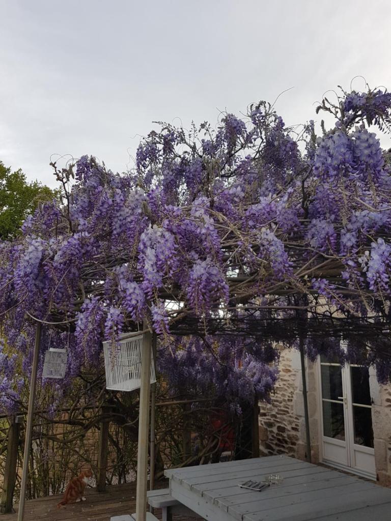 La THIBAUDIERE Glycine photo 2