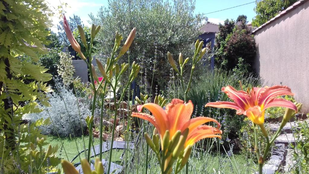 Eclats du Sud photo 3