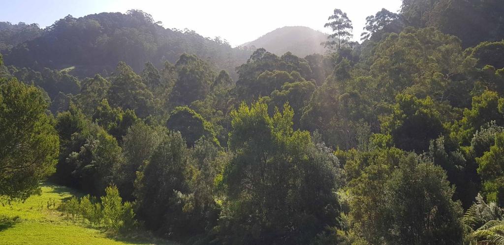 Tall Trees Eco Retreat photo 4