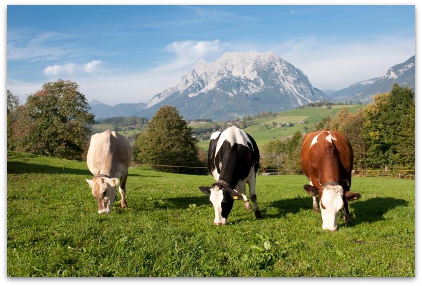 Hüttstädterhof Familie Pötsch photo 4