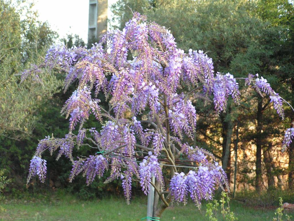 Le Jardin des Selves photo 3