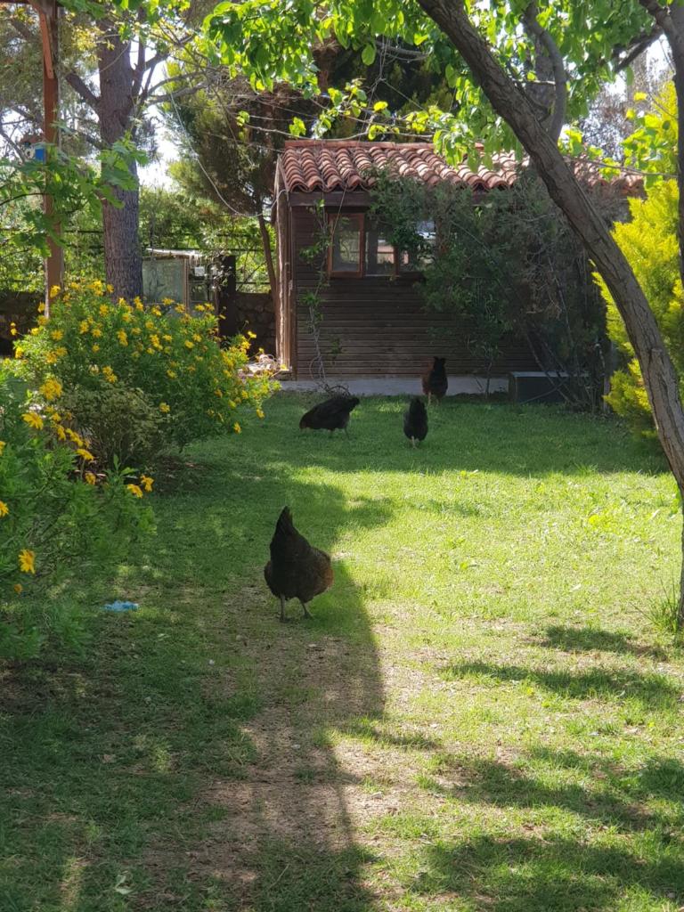Nar Bağevi photo 2