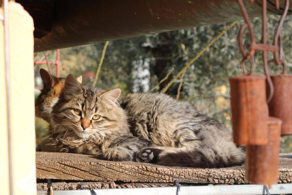 Bed & Breakfast Casa Lisetta photo 3