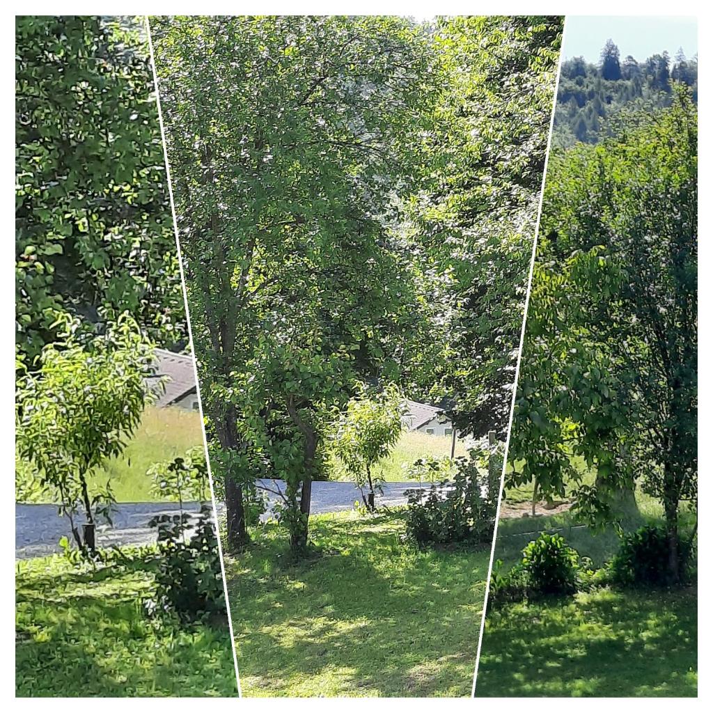 Holiday Home Neokrnjena Narava photo 2