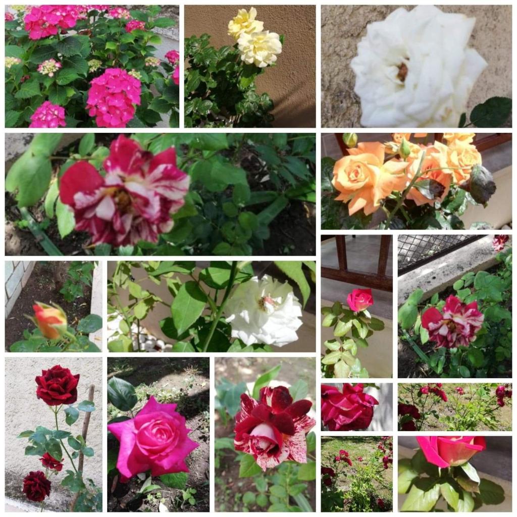 John and Tania's Garden photo 2