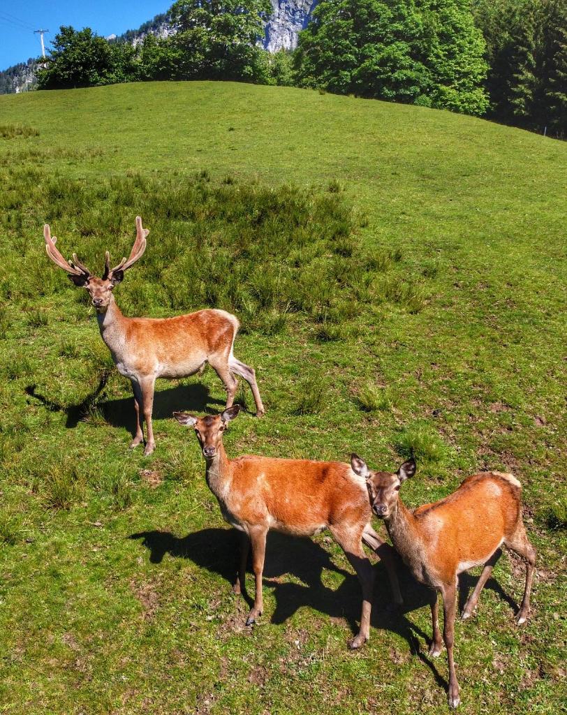 Berghof Haselsberger photo 3