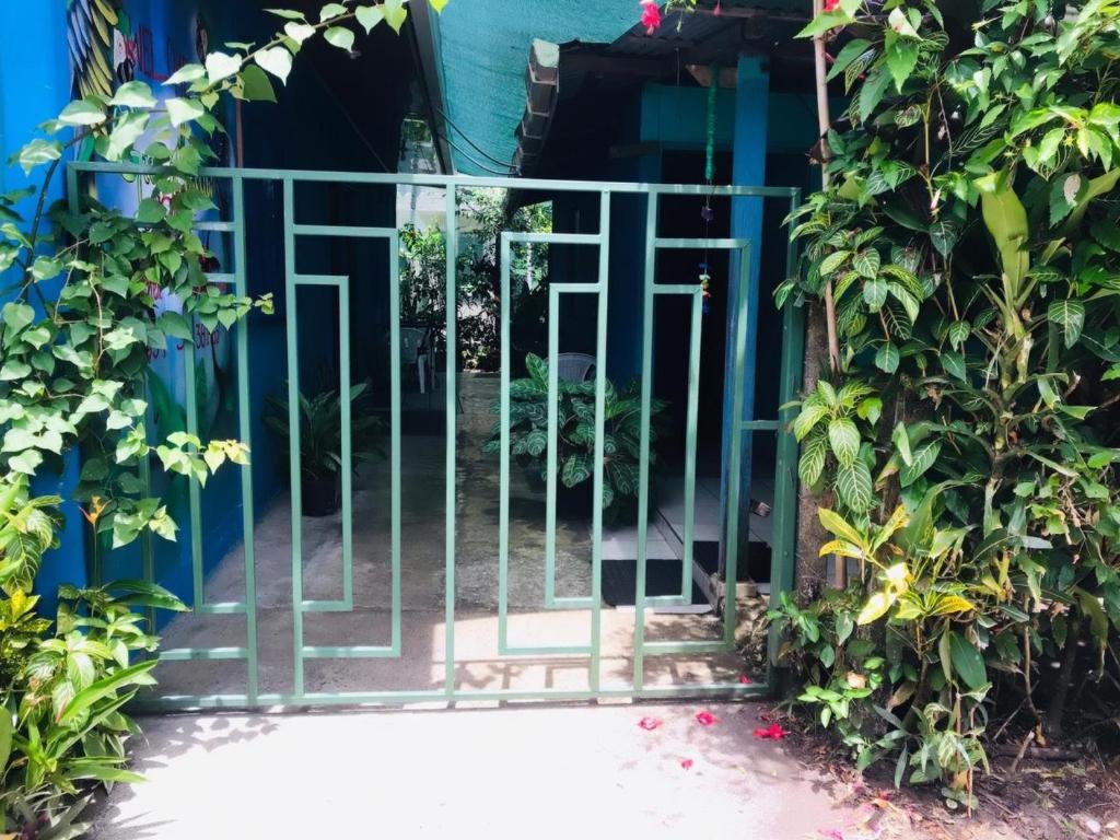 Green Macaw Hostel photo 2