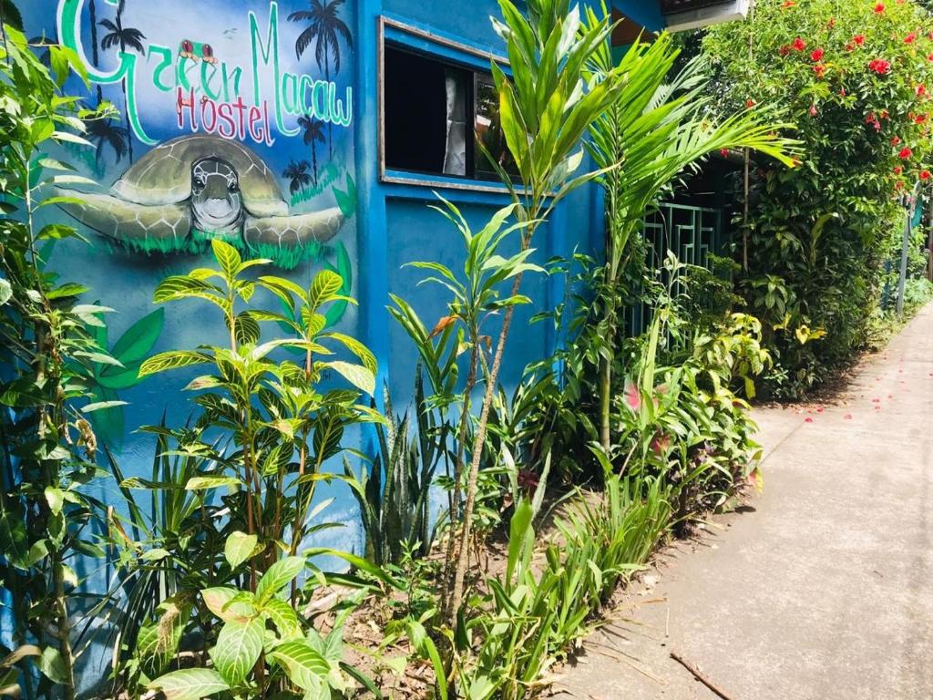 Green Macaw Hostel photo 1