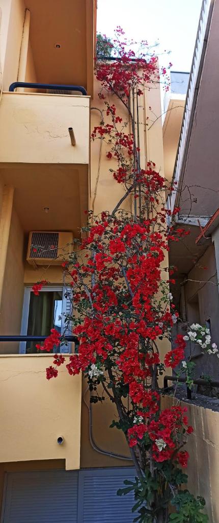 Drosia Hotel photo 2
