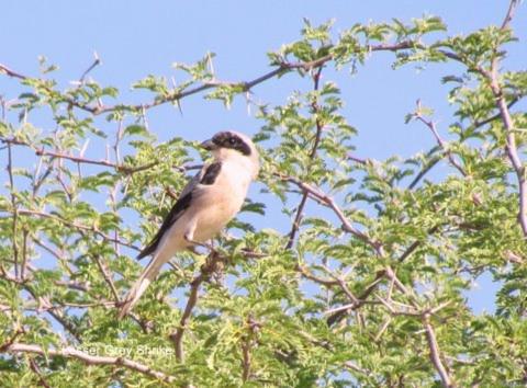 Auas Safari Lodge photo 1