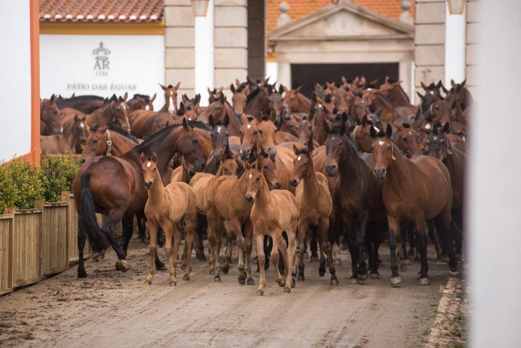 Vila Gale Collection Alter Real - Resort Equestre, Conference & Spa photo 4