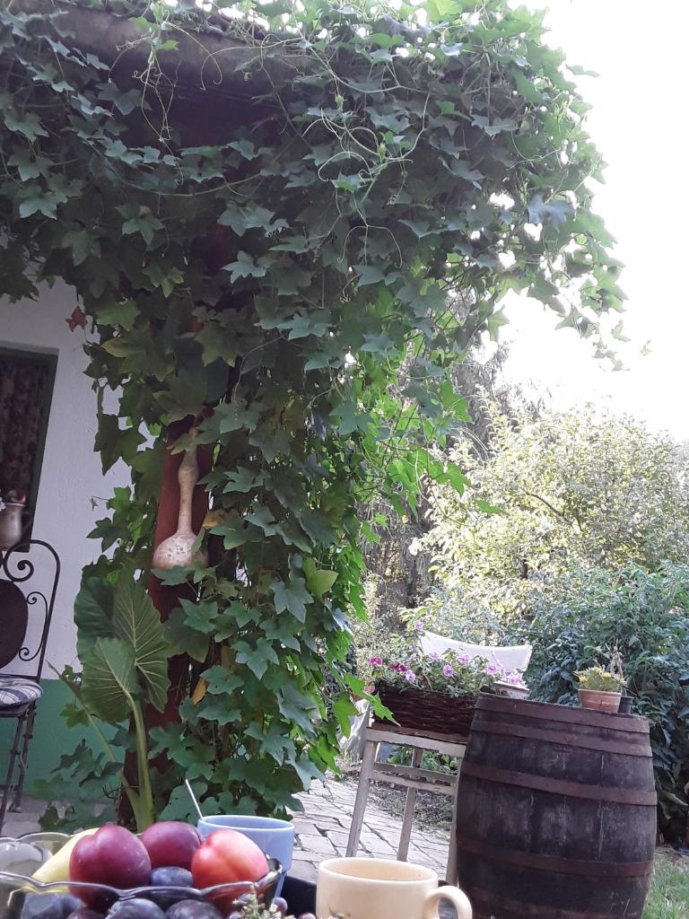 Ribarska kuća - Ilok ,tradicijska kuća-sobe photo 3
