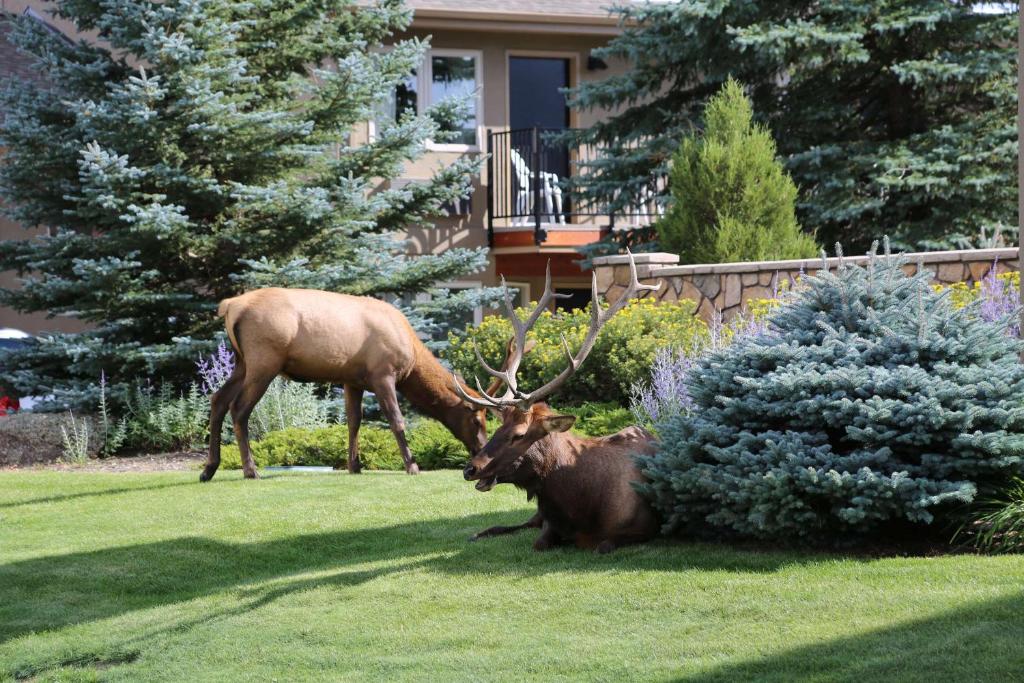 Quality Inn near Rocky Mountain National Park photo 4