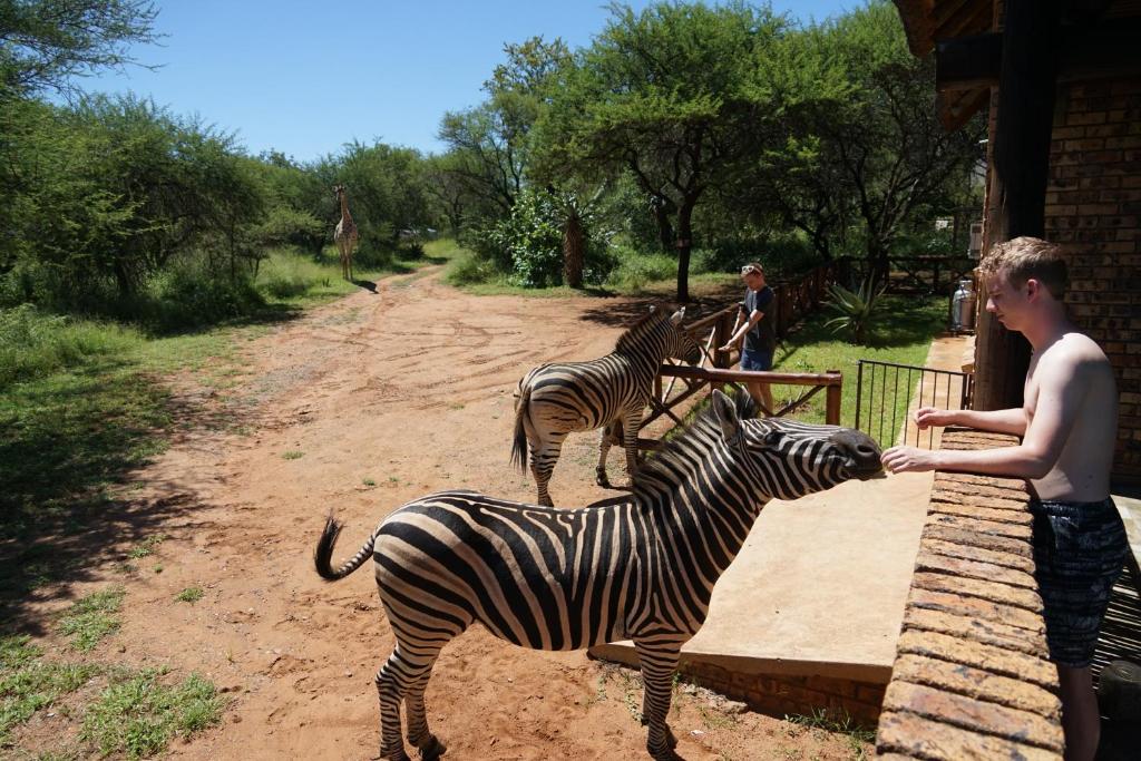 Giraffe plains photo 2