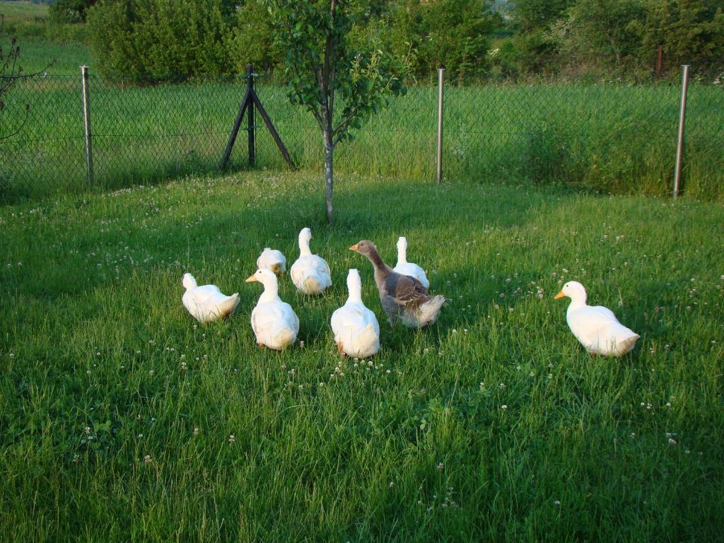 Pokoje Przy Kominie photo 4