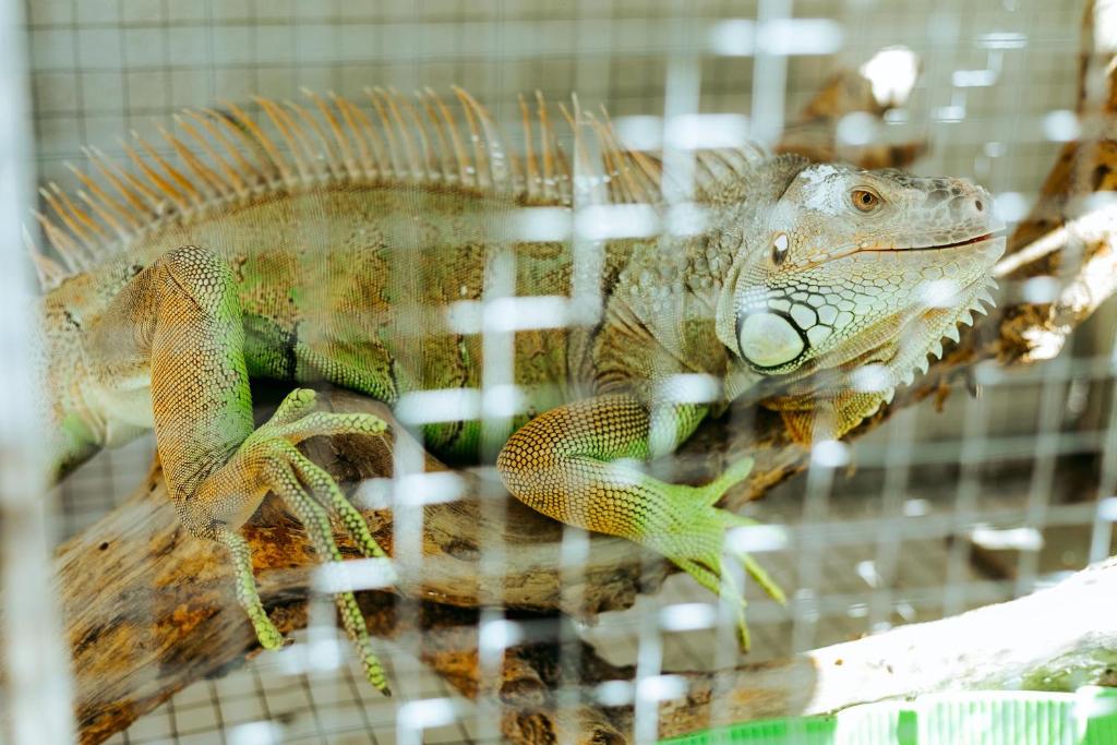 Kota’s House Homestay