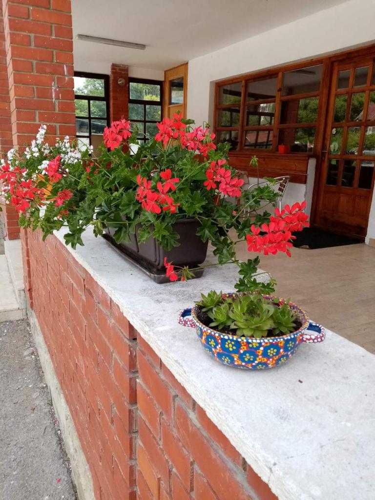 Apartman Dunja i Miloš photo 3