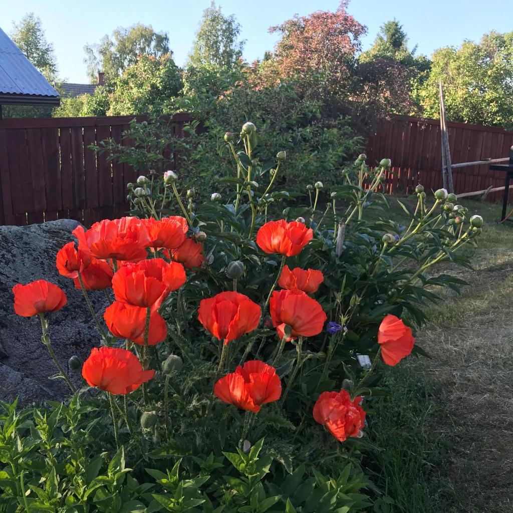 Citymökki photo 3