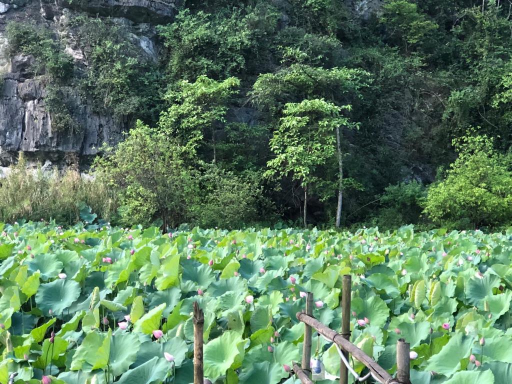 Trang An River View Homestay