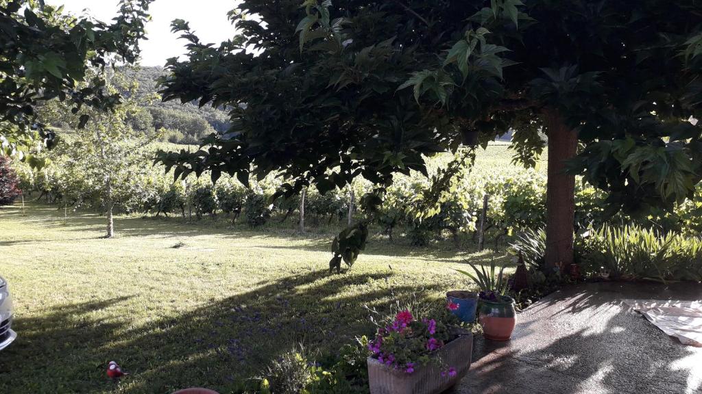 Au coeur des vignes photo 3