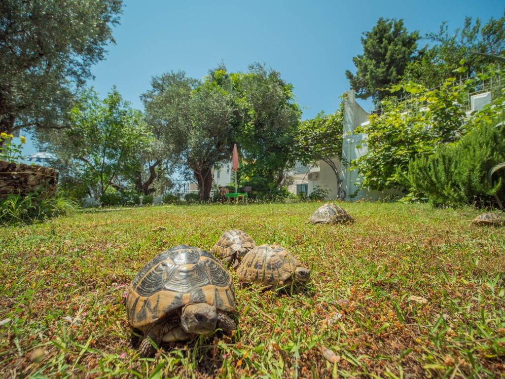 The Turtles Garden photo 3