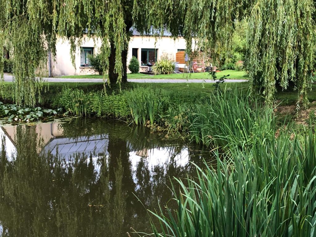 Les saules photo 3