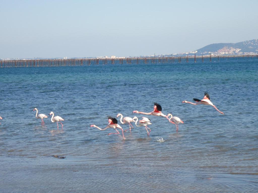 Au bord de Thau photo 1