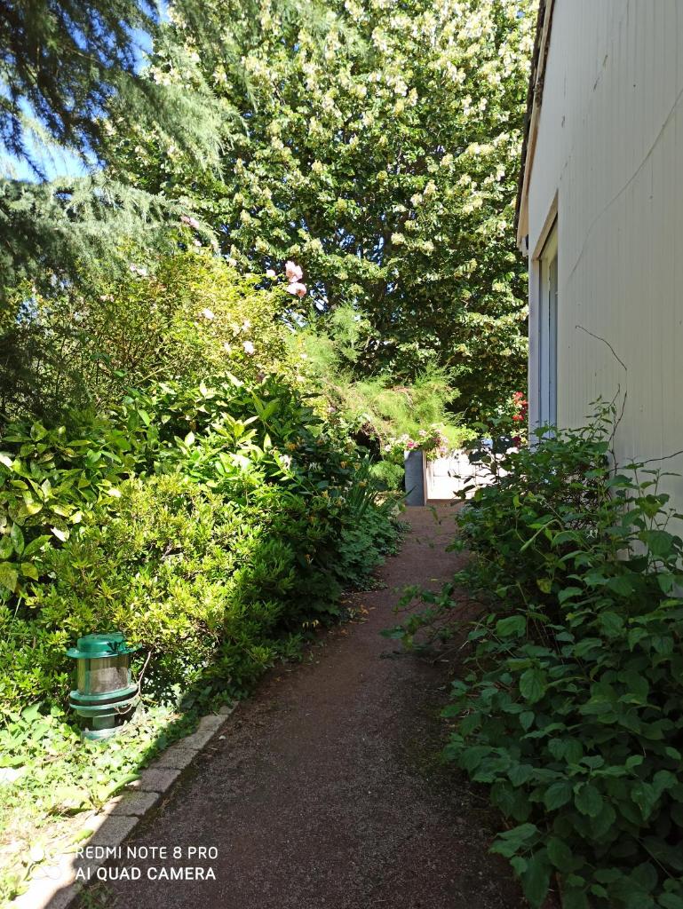 Érable Pourpre photo 3