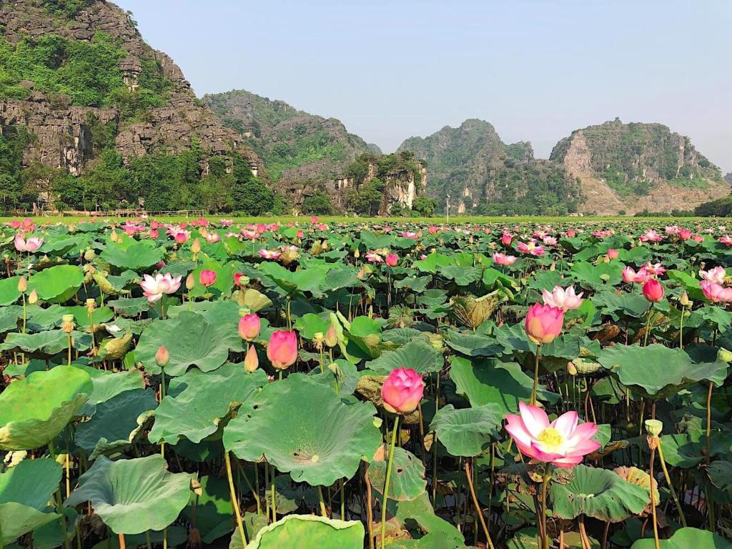 Tam Coc Heart Homestay