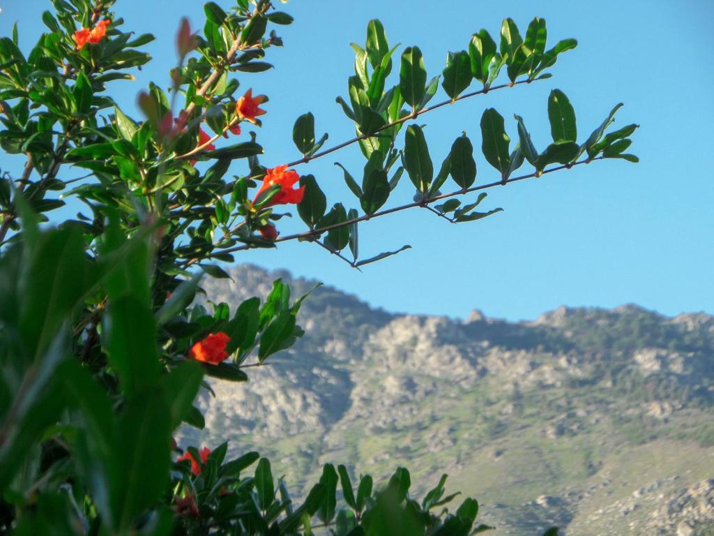 Soleil Villa photo 4
