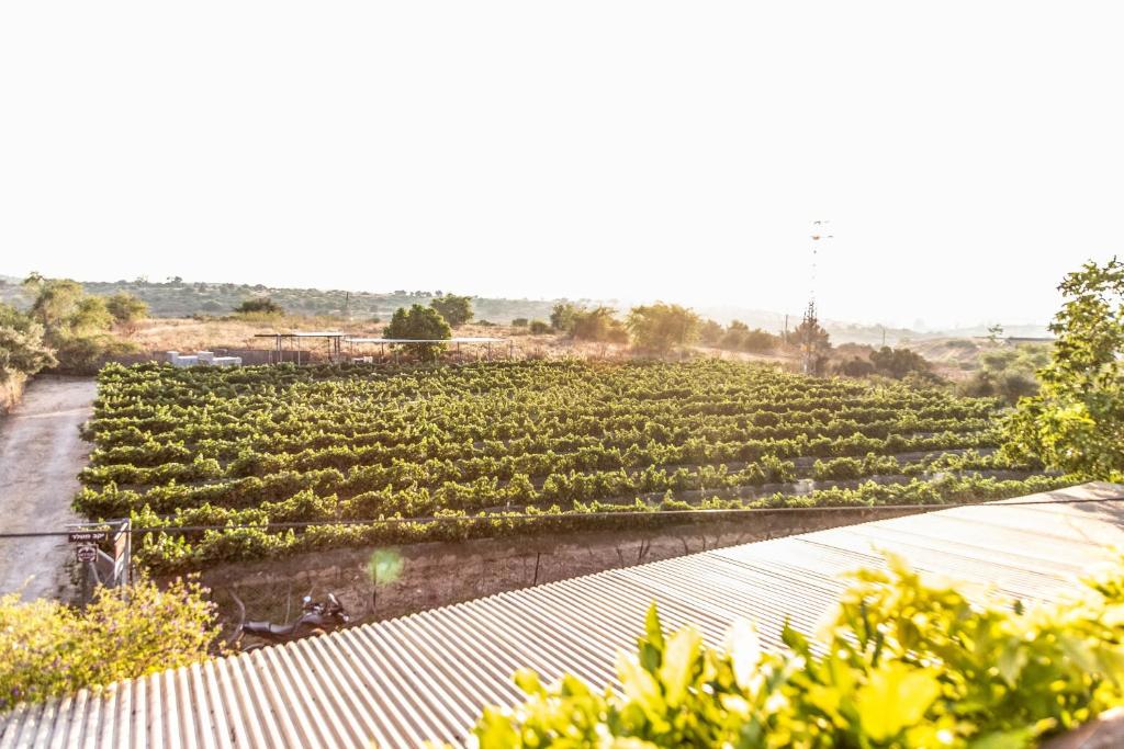 Mettler Winery photo 1