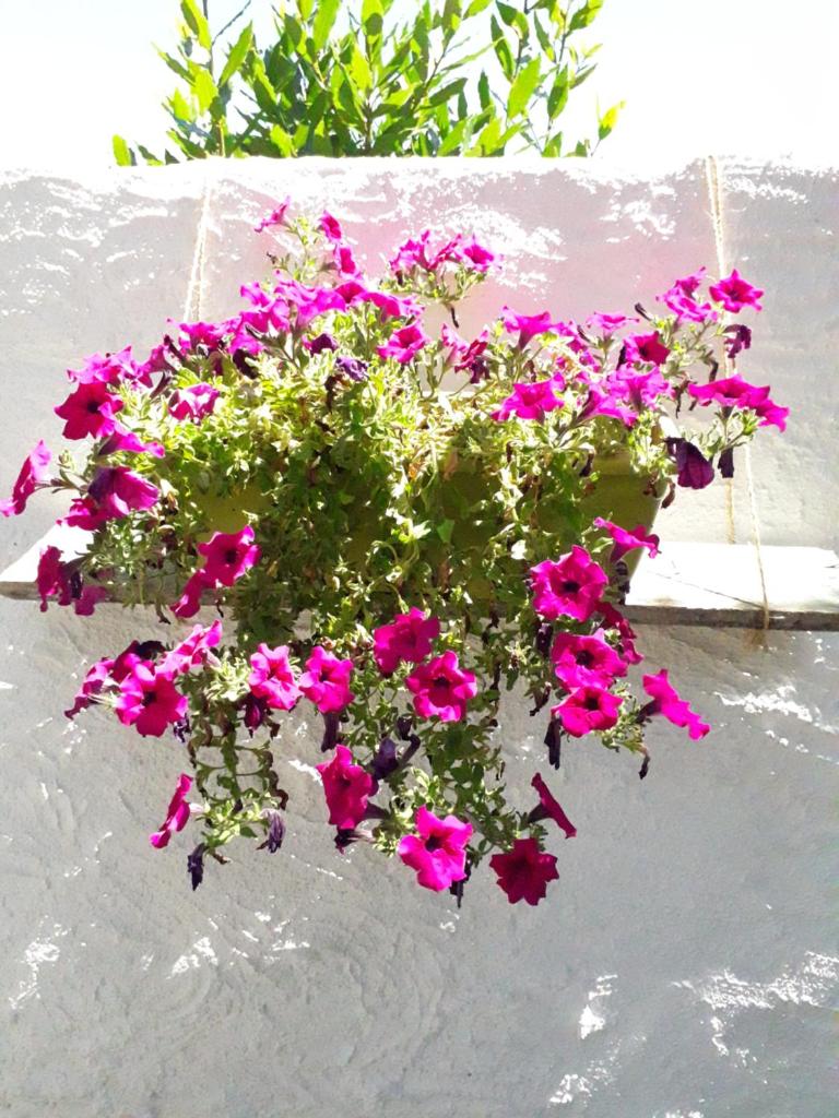 i limoni photo 1