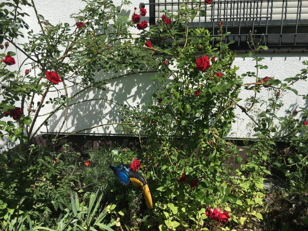 Vor den Toren Bambergs - Einfamilienhaus mit Garten! photo 2