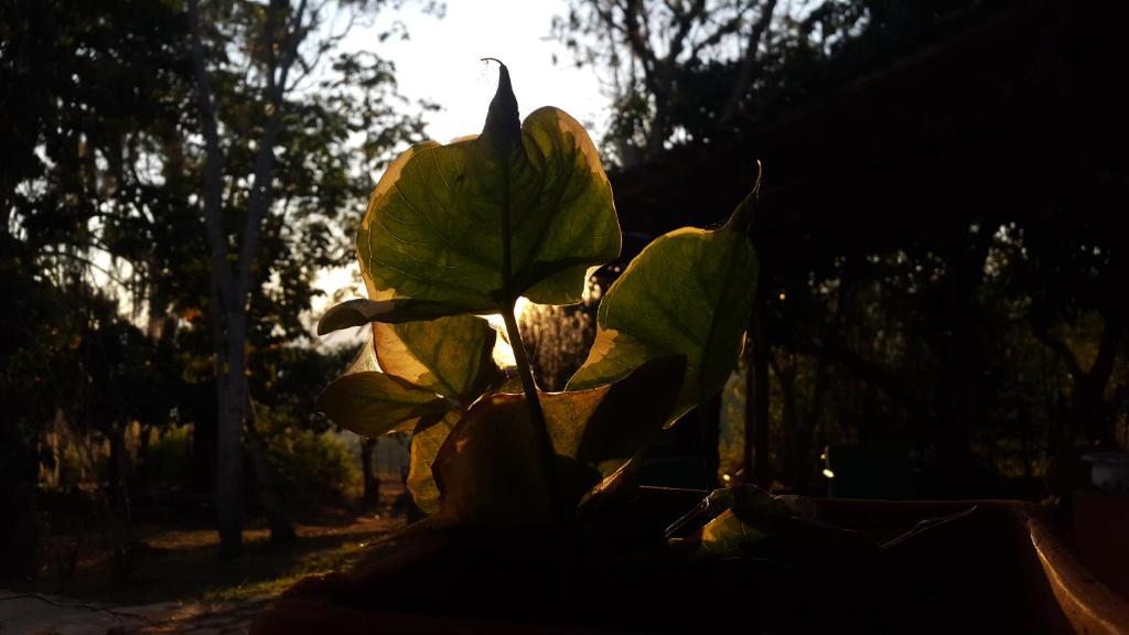 Surrona photo 4