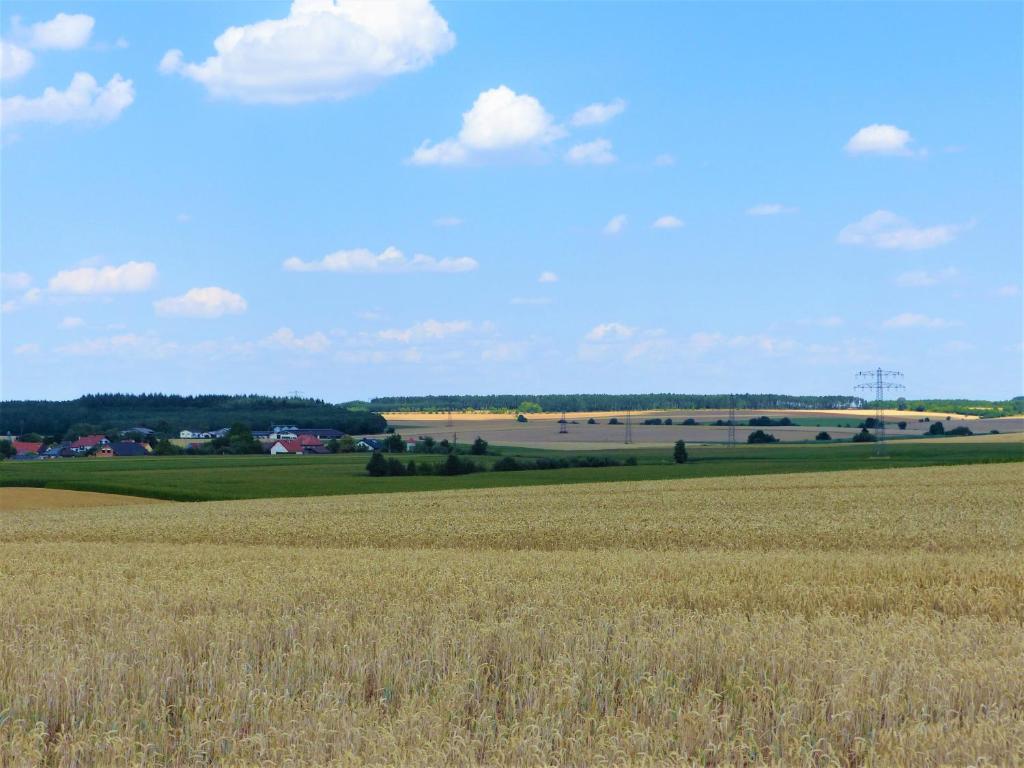 Grüner Baum photo 1