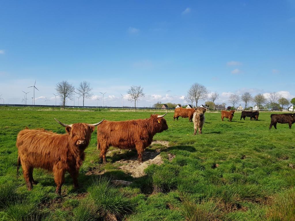 Biolandhof Dorn Highlander vom Elbdeich photo 1