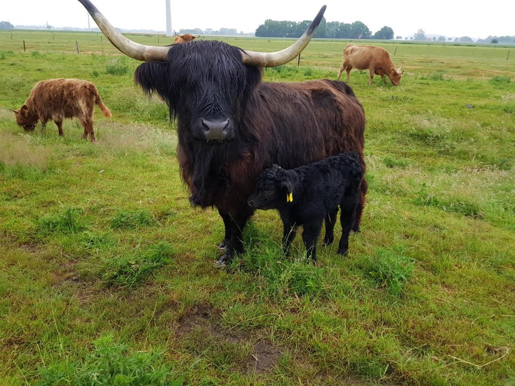 Biolandhof Dorn Highlander vom Elbdeich photo 2