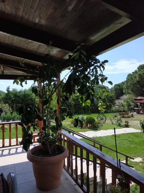 Ivonnis Garden photo 4