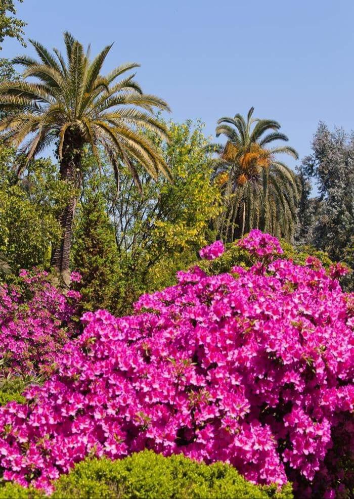 Dreamland Oasis of happiness photo 3